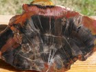 Tcr Petrified Wood  highly Agatized  Agate jasper lapidary Rough Slab 203 Grams
