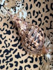 31 2cm   Triton Charonia Trumpet Nice Vietnam Seashell