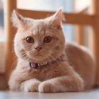 Reflective Cat Collar With Safety Buckle And Removable Bell Cat Collar Kitten Co