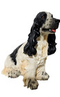 Vintage English Springer Spaniel Dog Figurine 6 1 2  Tall Black   White Signed