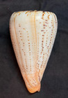 Conidae - Indo-pacific Dendroconus Suratensis Large 129mm Bohol Philippines 2014