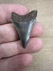 Very Nice 1 43    Fossilized Great White Shark Tooth - Lower Jaw - Found In Nc