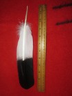 Native American Made Immature Golden Eagle Feather  Hand Painted Feathers