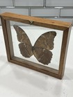 Blue Butterfly Glass Framed Real Specimen Display
