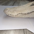 Real 24    Gator Skull - Florida Alligator 