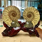 5 7 Lb  Ammonite Fossil Pair Slices Polished Spiral Shell Display Stand