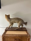Fox Taxidermy Full Body Mount  Home Decor  Good Condition  Size 2 Ft By 1 5 Ft