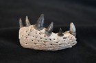 Fossil Alligator Jaw With 6 Teeth   