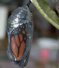 Chrysalis 