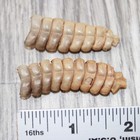 2 Large Rattlesnake Rattles   4163    Taxidermy Diamondback Sidewinder