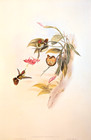 Vintage Gould Frilled Coquette Hummingbirds Ornithology Bookplate Art Print 119