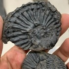 Late Triassic Ammonite Specimen