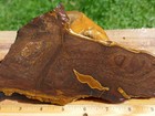 Tcr Deschutes Picture Jasper agate lapidary Rough Slab 214 Grams