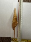 Large Terebra Auger Sea Shell 8    Long Spindle Fusinus Type Ocean Specimen