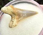 Ultra Rare Parotodus Oligocaenus Ancestor Of P  Benedeni South Carolina