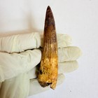Huge Spinosaurus Tooth Fossil Dinosaur Tooth Morocco Cretaceous Era