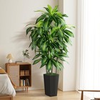 Indoor Artificial Dragon Tree 5 Feet Tall with A Tall Black Pot  Artificial Tree