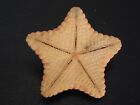 Hard2get   culcita Novaguineae 36 2mm philippine Cushion Star