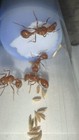 2025 Pogonomyrmex Cali  1 Queens  Only Legal Ants To Ship  4 For 1 Free