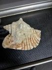Large 9    Horned Queen Conch Shell