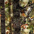 Hydro Dip  Film Activator Combo Kit Timber Camo