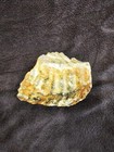 Columbian Mammoth Tooth