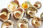 10 Hermit Crab Changing Shell Deluxe Set Medium Size Turbo Shells 5 8 -1  Open