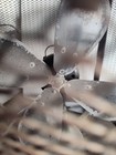     vintage Or Antique Cage Fan 