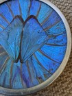 Vintage Brazilian Blue Morpho Butterfly Wing 3 5    Art Wall Hanging Decor Plate