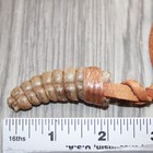 Large Rattlesnake Rattle  Necklace    25268