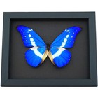 Real Framed Butterfly Blue Morpho Rhetenor Helena Taxidermy Moonlight Display