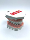 Colgate Plastic Educational Dental Demo Model Large Mouth Removable Bottom Teeth