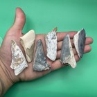 Megalodon Tooth Lot Colorful Partial Megalodon Teeth Florida