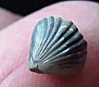 Brachiopod- 1 4 -stegerhynchus Neglectrum- Silurian- Rochester  New York