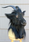 Realistic Faux Taxidermy Goat Black Phillip Baphomet Mask