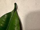 Disney Prop Tree House Disneyland Paris La Cabane Des Robinson Treehouse Leaf