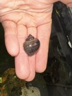 2 Live Premium Purple Mystery Snails - Freshwater Aquarium Algae Cleaner