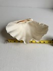 9 5    Vintage Giant Natural Clam Sea Shell Bowl Display Beach Coastal Decor