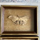 Vintage Taxidermy Entomology Butterfly Moth Framed Set Of Three Collection 