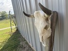 Steer Skull 17 1 2    Inch Wide Horns Bull Horn Mounted Cow Head