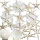32pcs Starfish And Scallop Shells For Crafts 3 -4  With Pearls