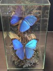 Vintage Real Blue Morpho Butterfly Taxidermy Dried Floral Glass Case Terrarium