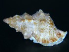 Bursa Fosteri  Named After Bob Foster Of Abbey Shells   42 36mm 