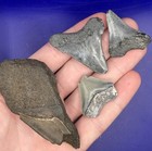 Fossil Megalodon Family Shark Tooth Lot Group Of Real Shark Teeth Fossils