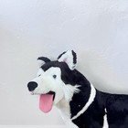 Husky Dog Plush Life Size 26    Melissa   Doug Black White Excellent Decor Large