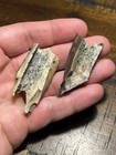 Collection Of Theropod Raptor Bones Dinosaur Fossil Hell Creek Sd
