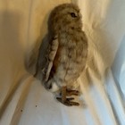 Burrowing Owl Plush Toy 11     By Hansa