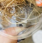 Live Jumping Spider I4-i5 Slings   Male Dragon   s Breath Phase