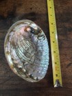 Awesome Lot Of 3 Mop Mother Of Pearl Shells  Iridescent Free Shipping   