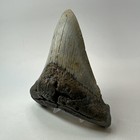 Megalodon Shark Tooth 5 18 Inch - Thick - Lower Jaw Fossil - Authentic 20283